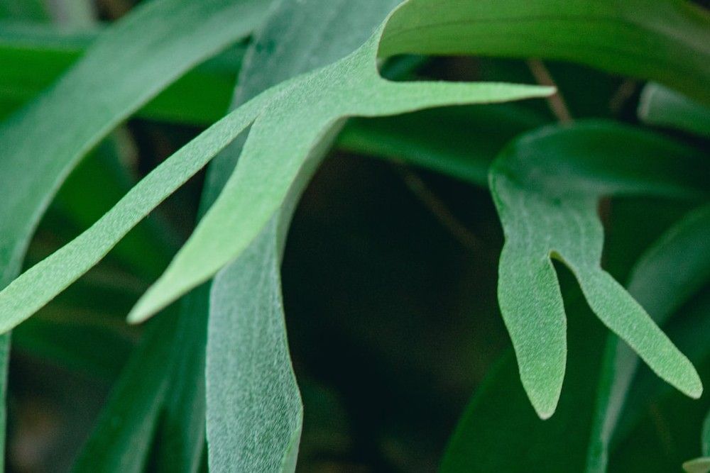 The leaves of a staghorn fern.