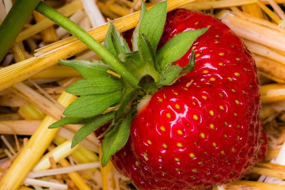 strawberry fruit on straw