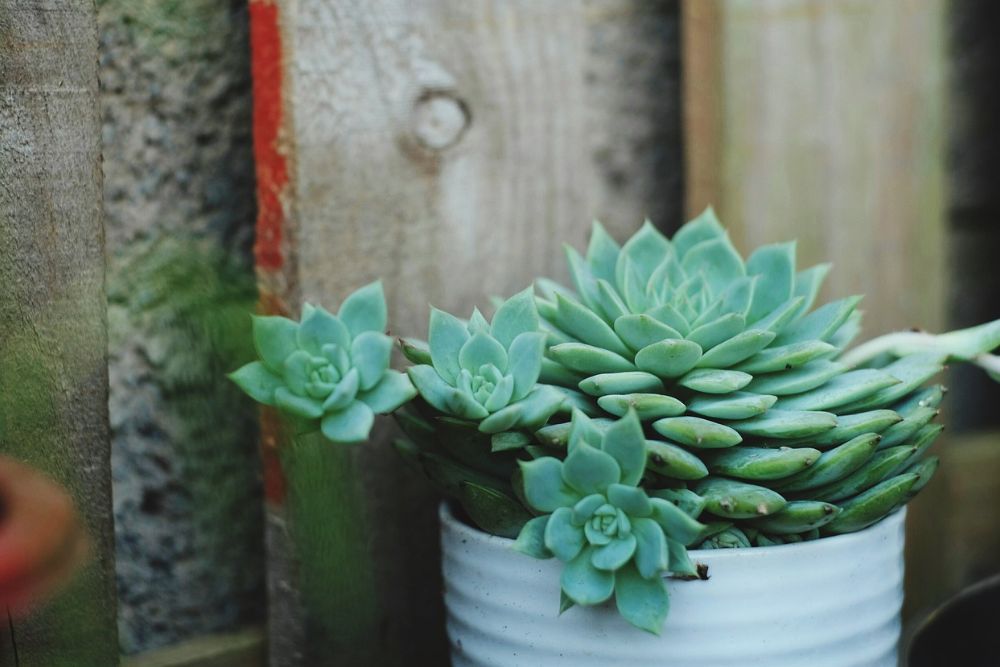 succulents in a pot outdoors