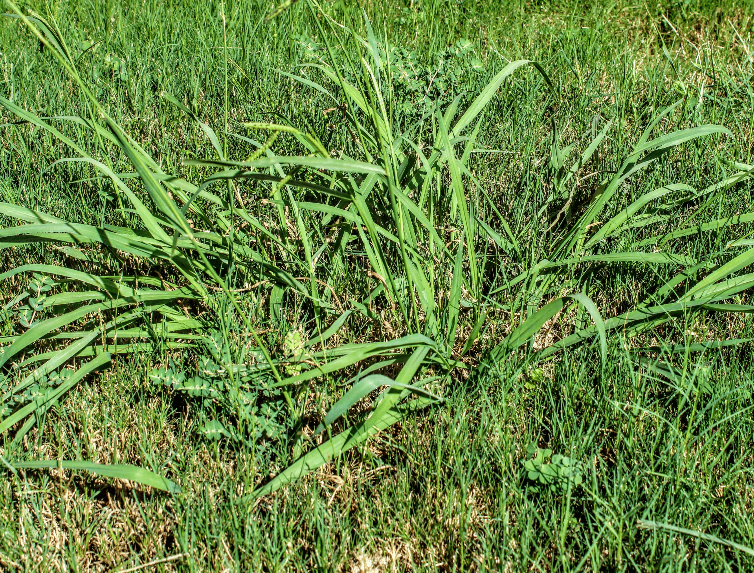 Lawn taken over by Crabgrass