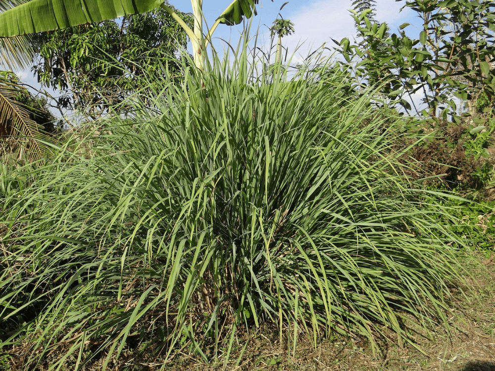 How to Harvest Lemongrass