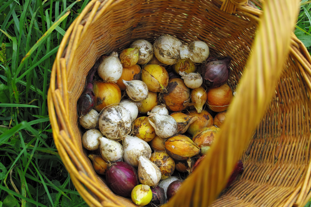 still life of busket onion and garlic