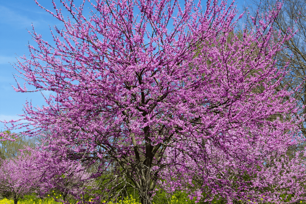 Redbud trees with lilac flowers that bloom in spring.
