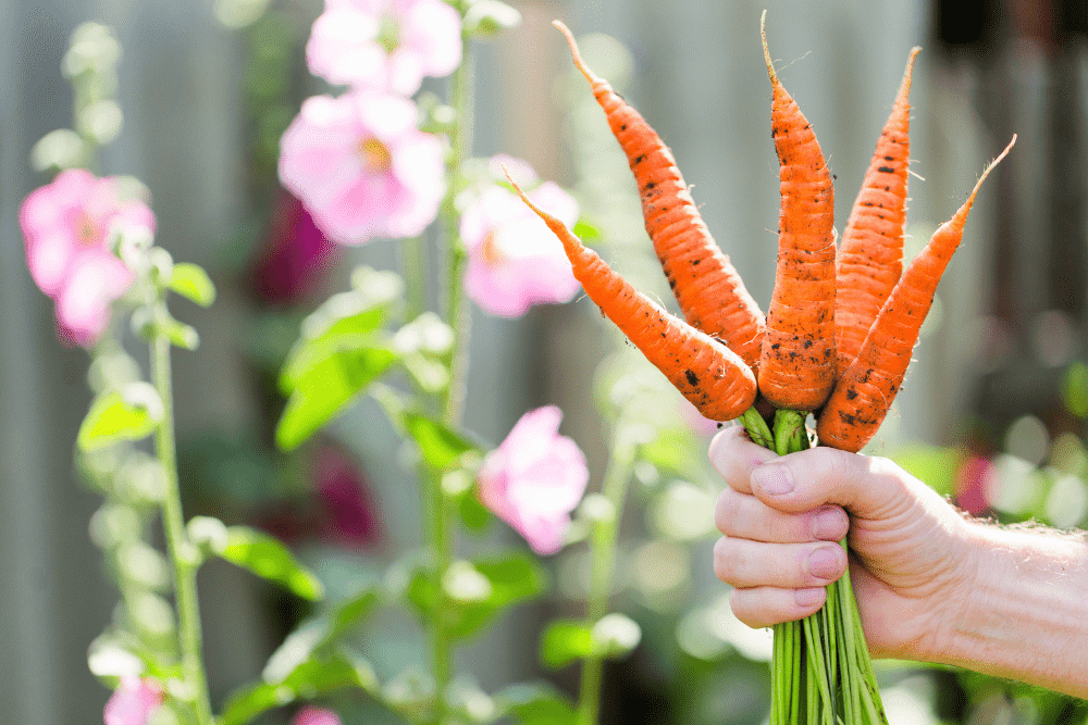 Harvest carrots