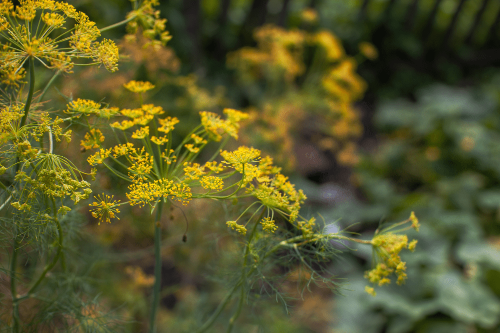 How to Harvest Dill