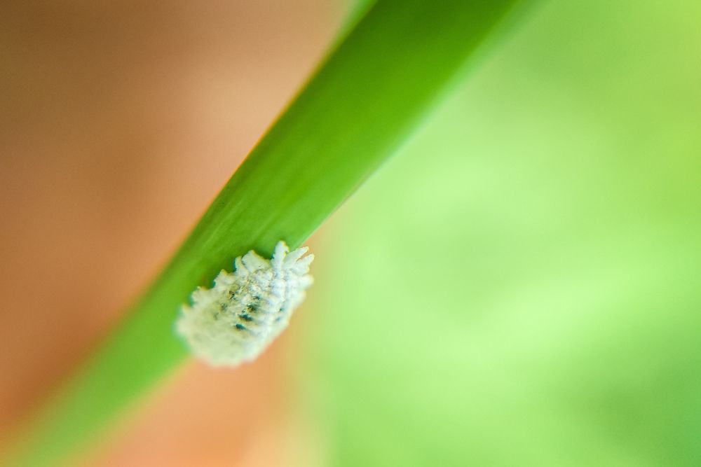 close up shot of a mealybug on a leaf