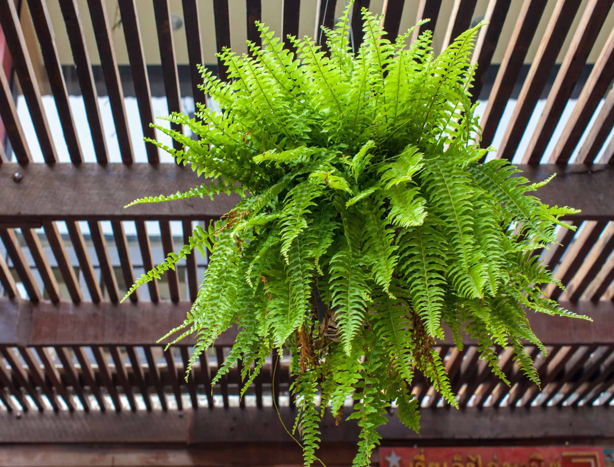 How to Grow and Care for Boston Ferns