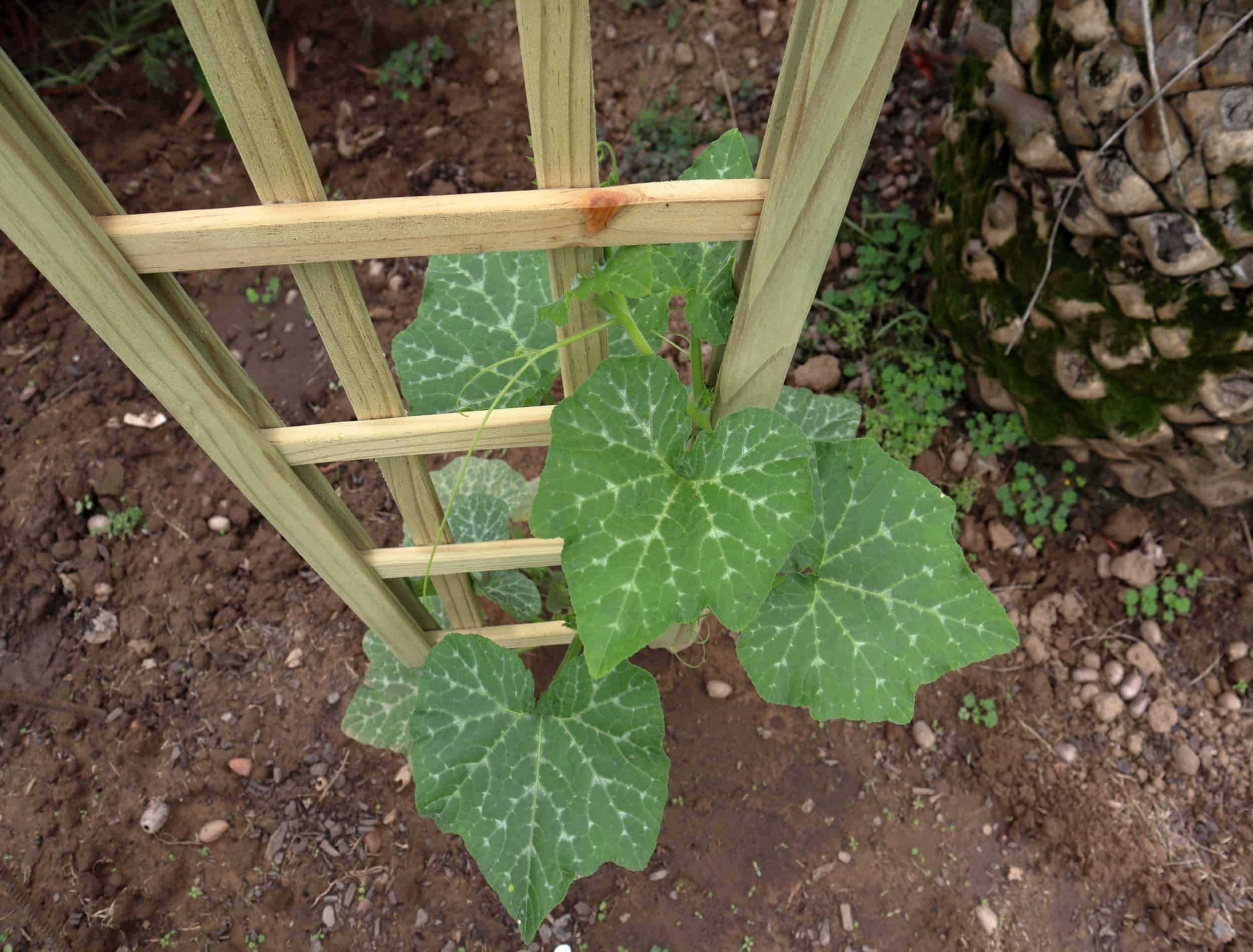 Growing butternut vertically on a trellis to promote more growth