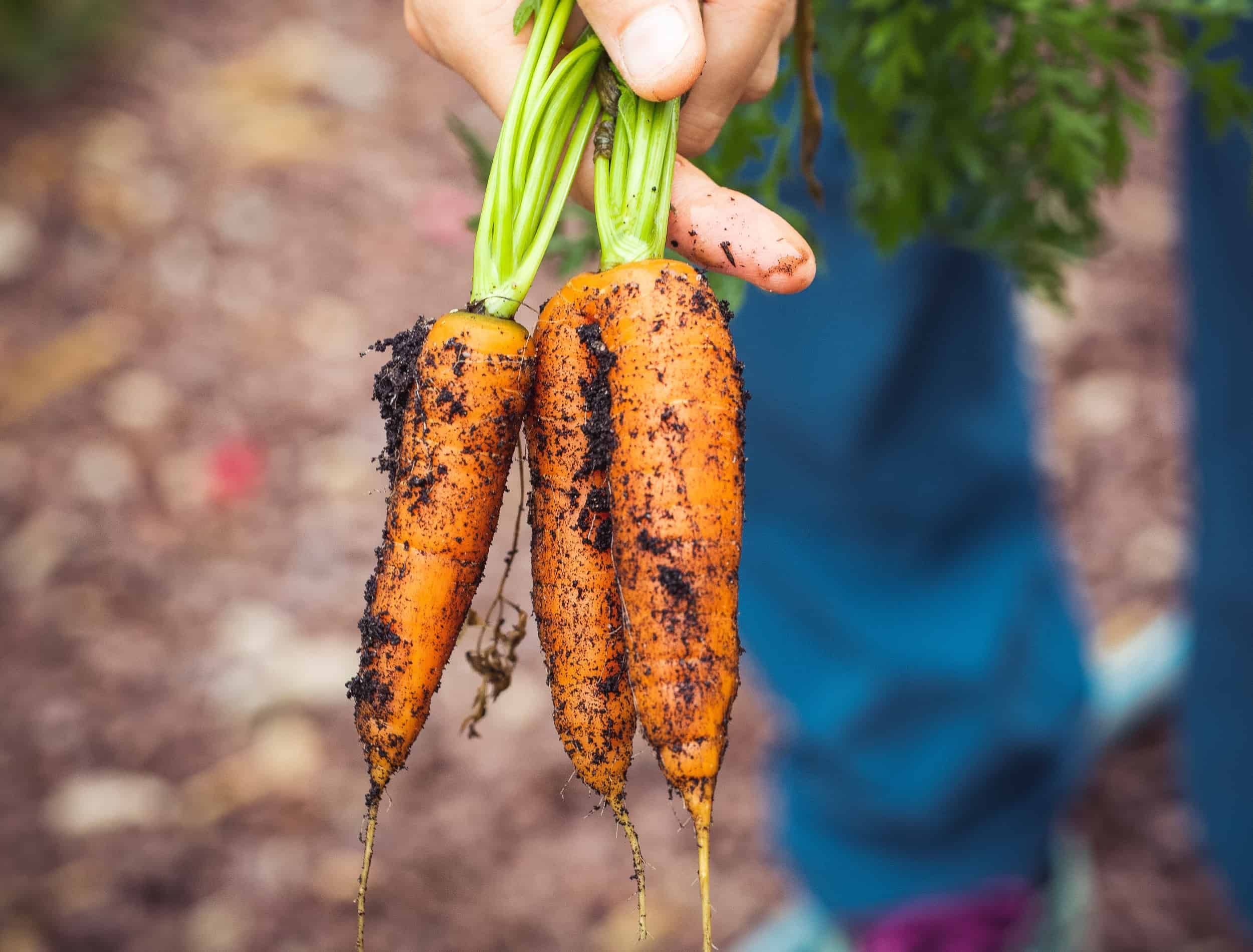Best Companion Plants for Fall Vegetable Garden
