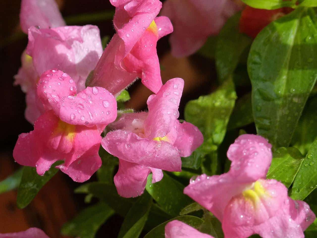 Freshly watered snapdragon flowers
