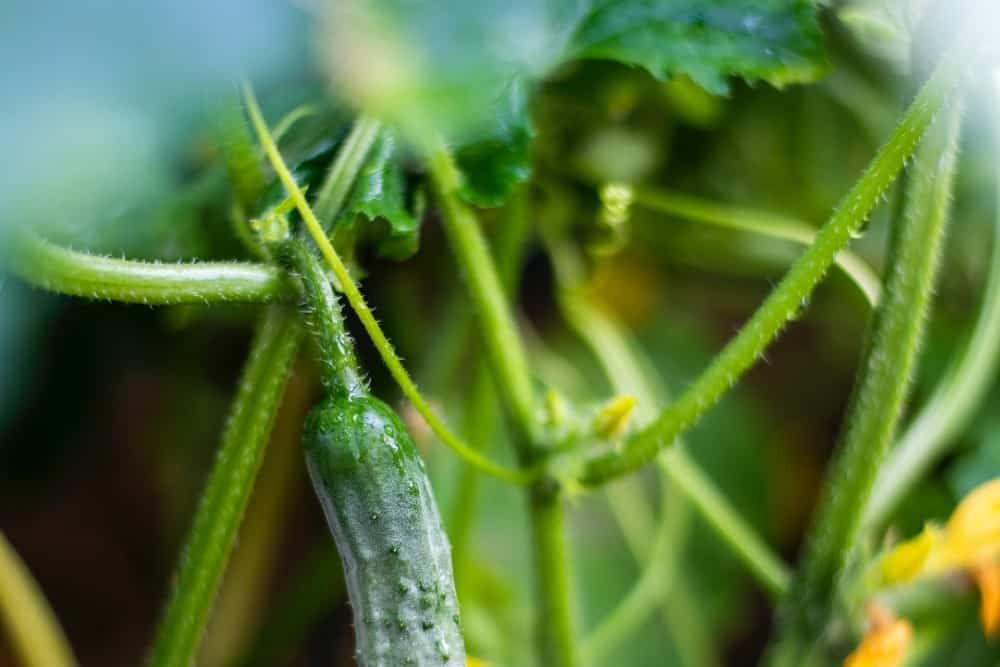 cucumbers growing on a green vine