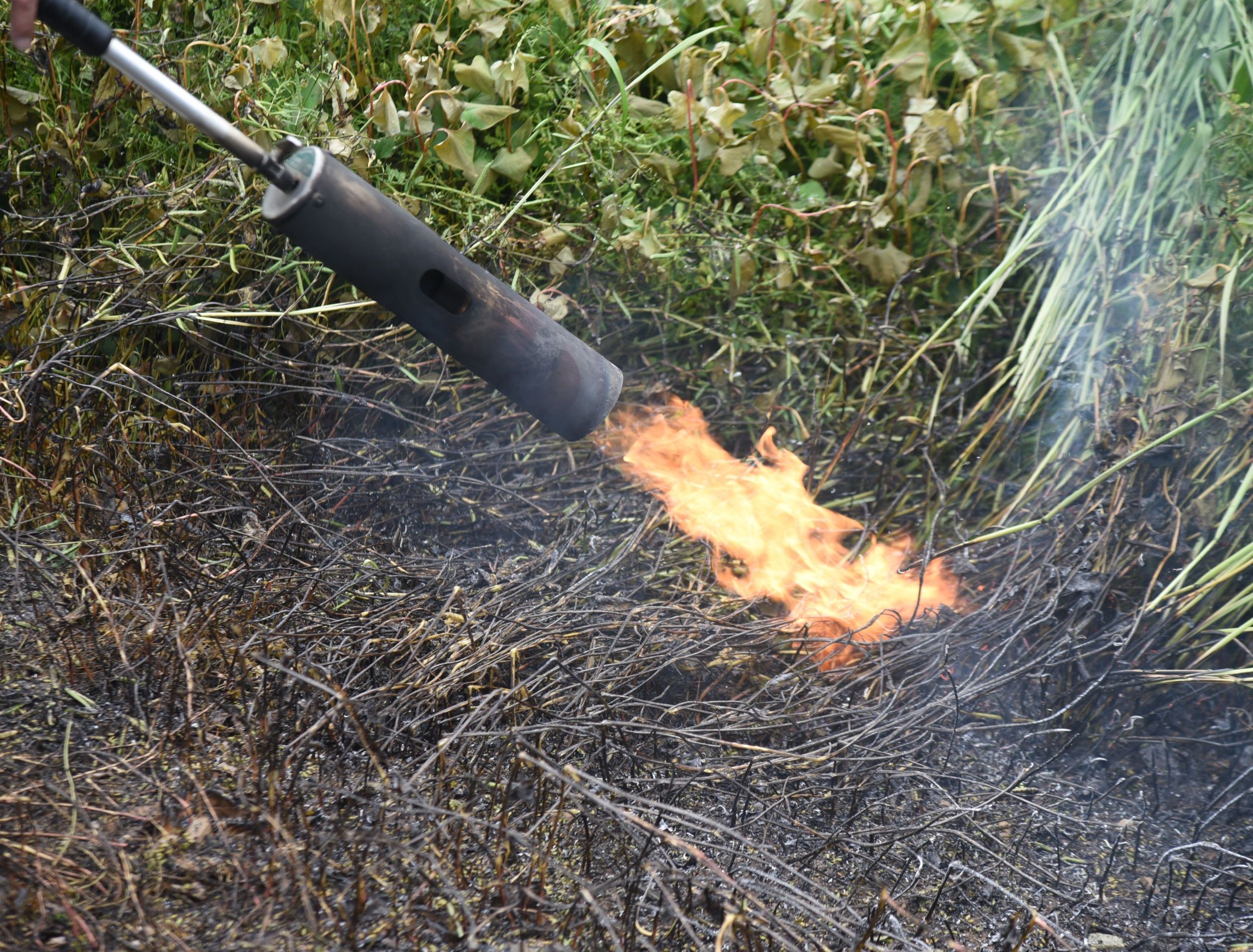 A scene of weeding with Grass firing burner.