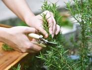 How To Harvest Rosemary