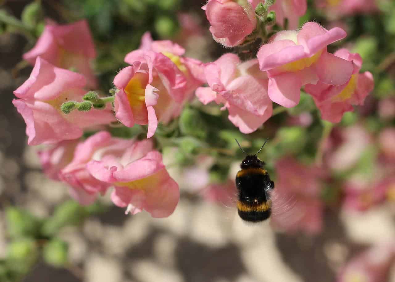 Bumblebee and snapdragon flower