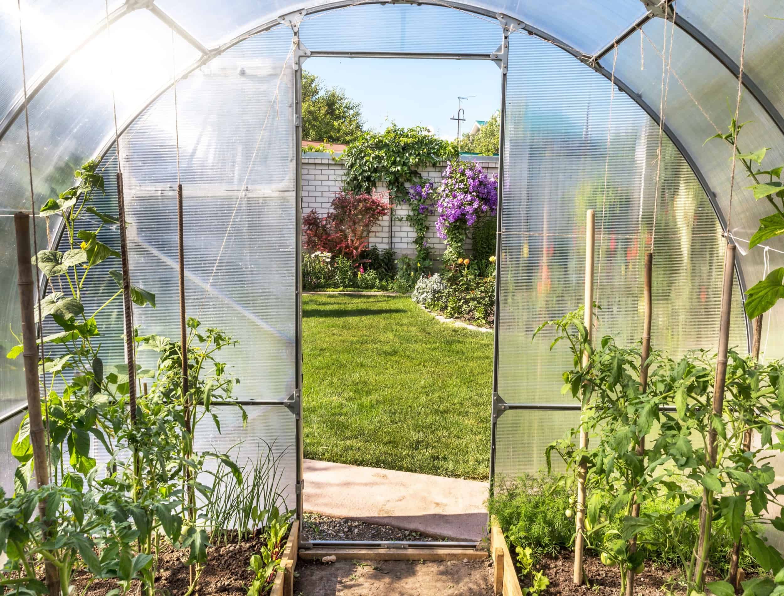 Plants growing in a translucent domed greenhouse or tunnel with a view from inside through the open door onto a pretty formal garden