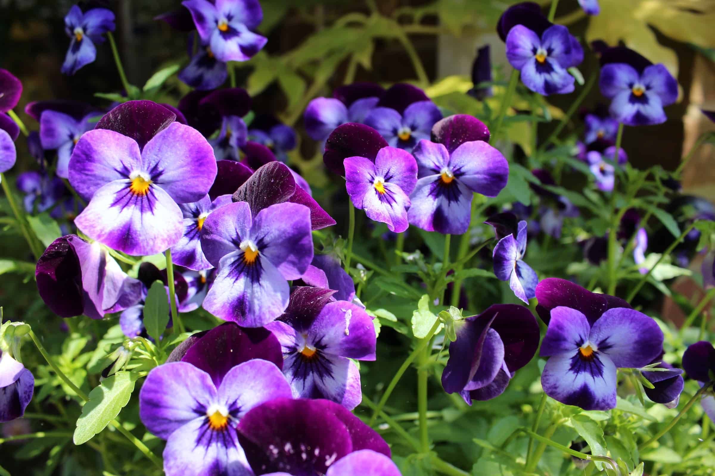 Purple pansies for fall garden