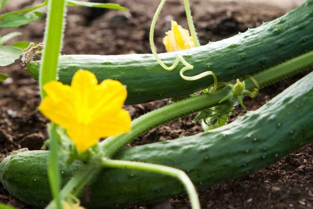 two green cucumbers growing on a vine