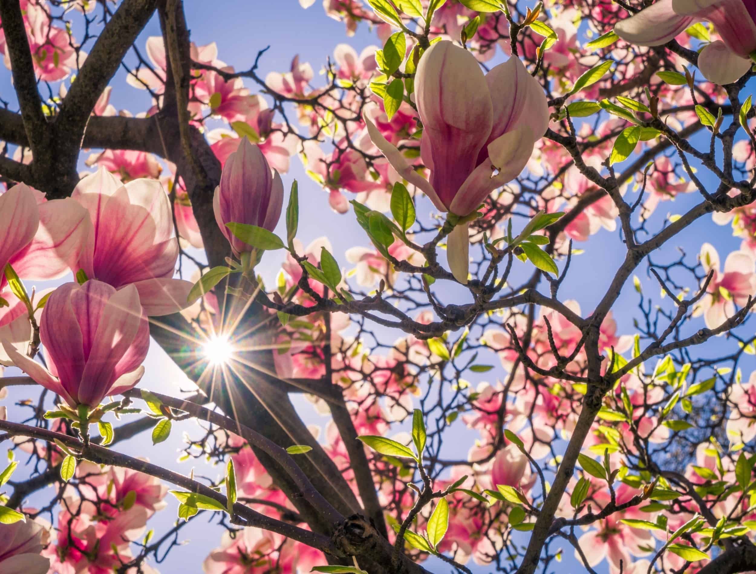 Magnolia tree blooming in spring with sun shining