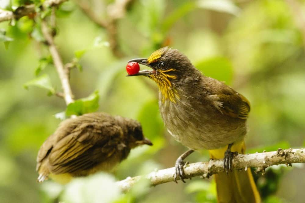 adult green bird with red berry in beak sitting on branch with young chick