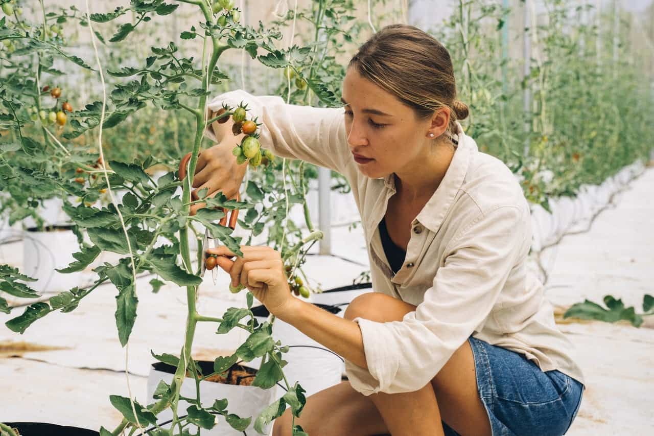 Woman pruning tomato plant