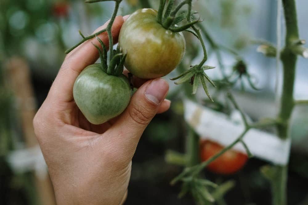 person holding a green tomato