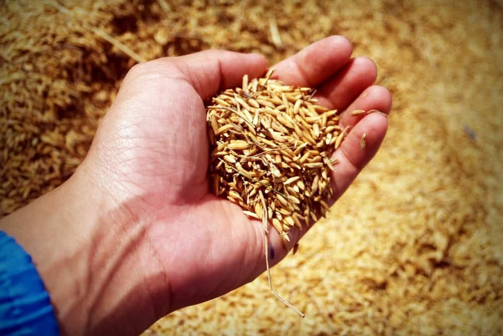 person holding rice grains