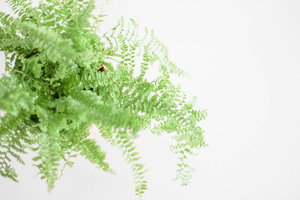 green boston fern plant