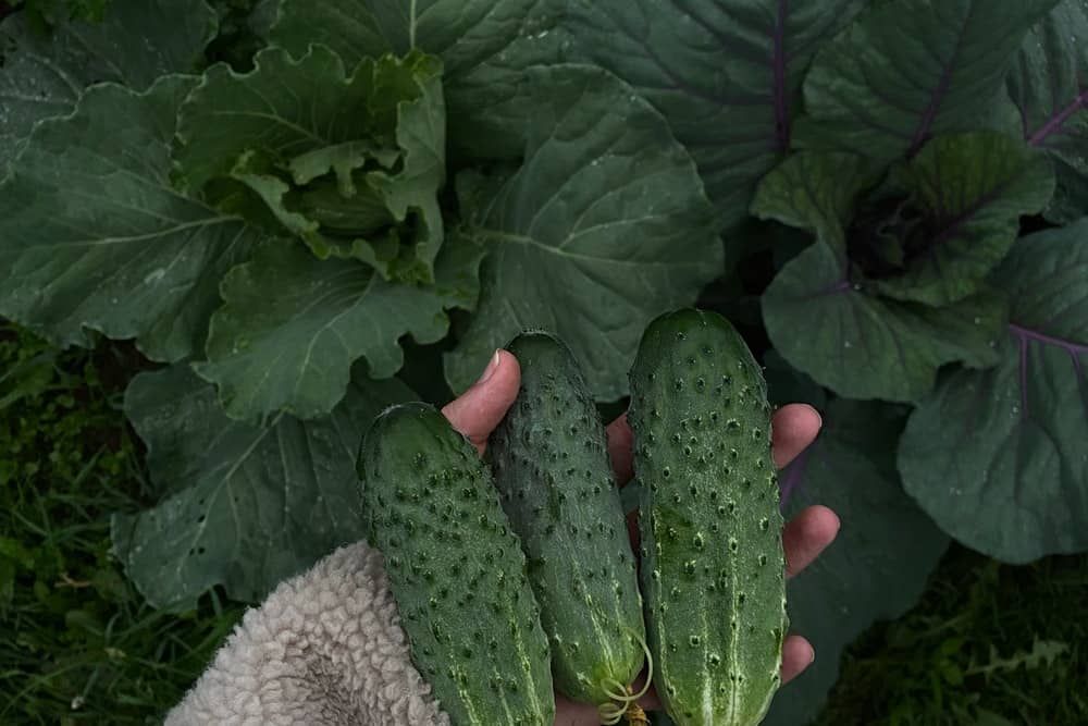 a person holding freshly harvested cucumbers