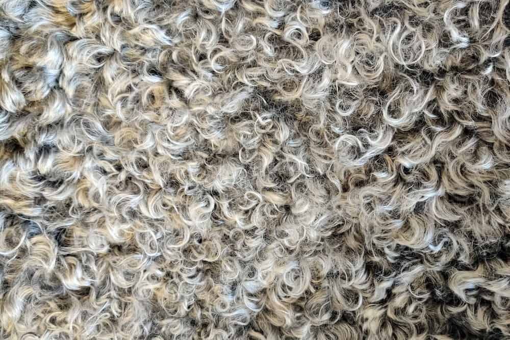texture of fluffy curly sheep wool