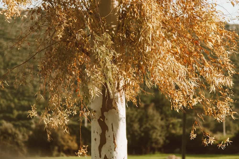 dry tree with yellow leaves