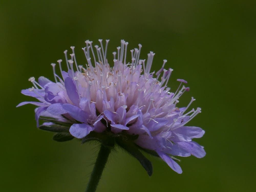 pincushion flower close up