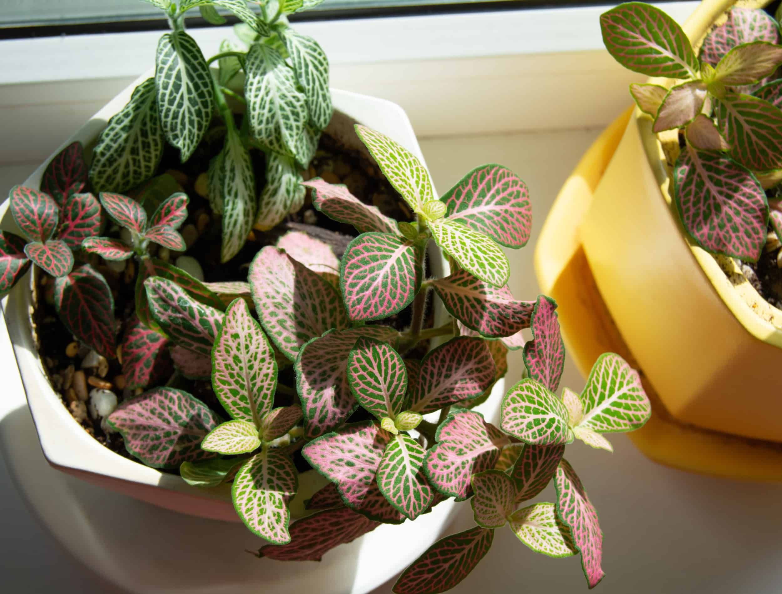 Fittonia with bright green leaves and pink or white veins in a white and yellow flower pot. Indoor plants on a windowsill on a spring day.