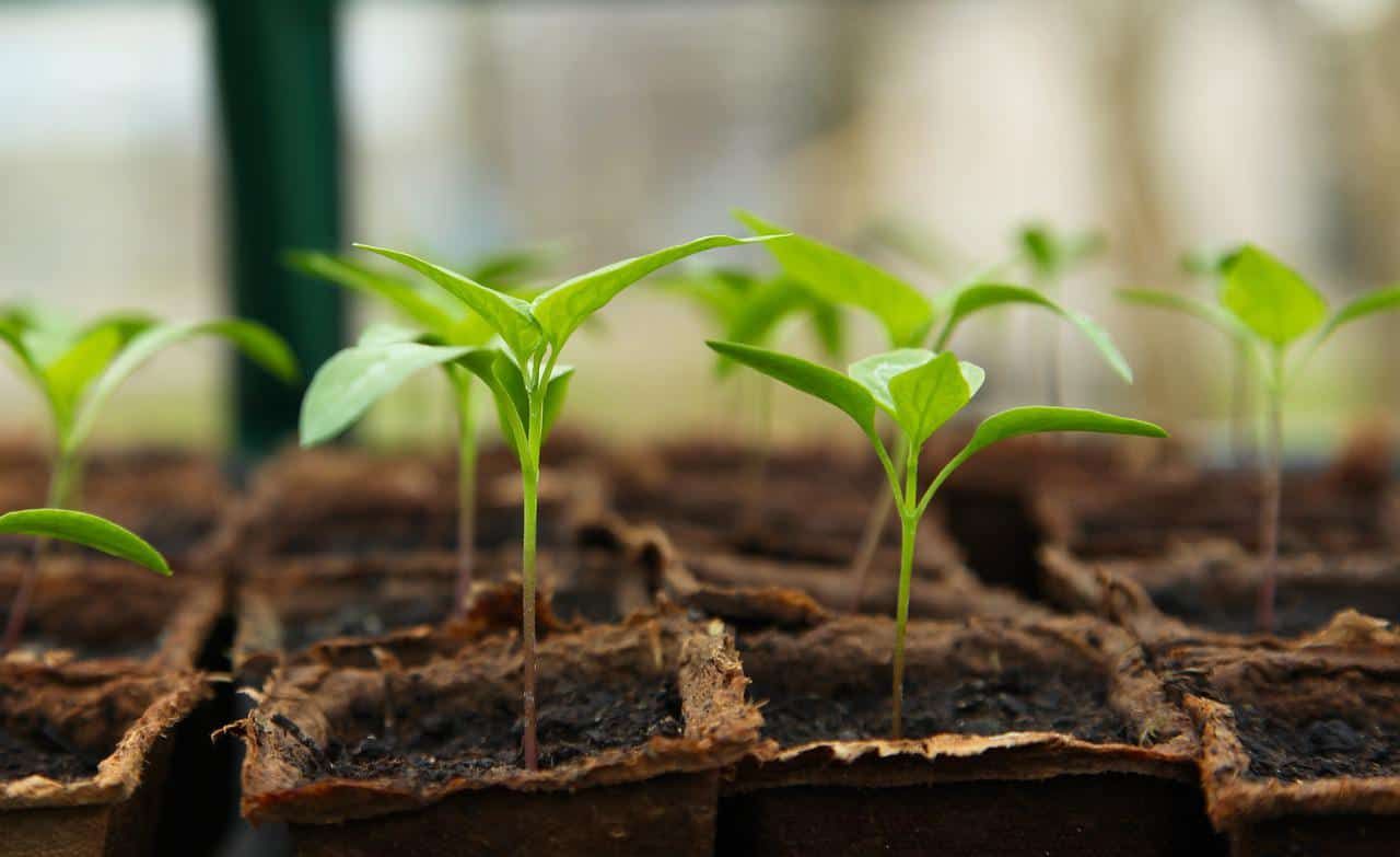 Seedlings in containers