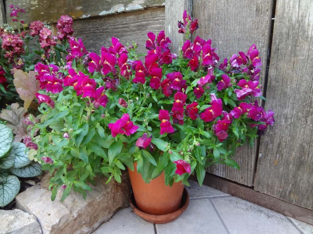 Lush, Colorful Snapdragon Flowers Growing in Flowerpot