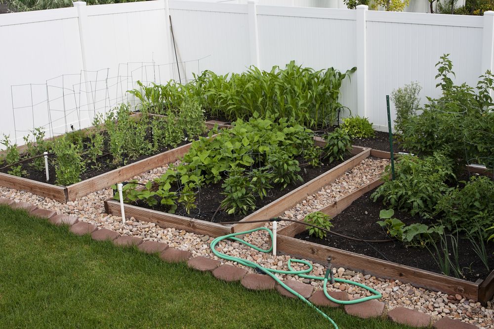 Backyard Organic Vegetable Garden