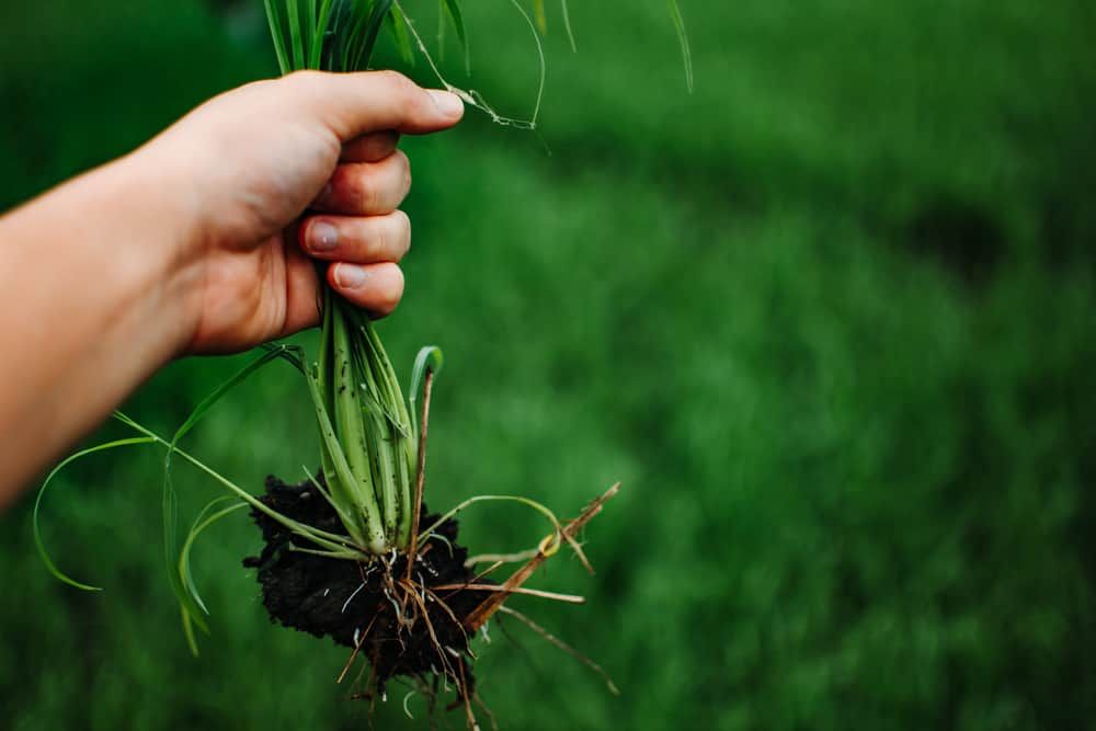 A hand holding a clump of fresh grass above a rice paddy