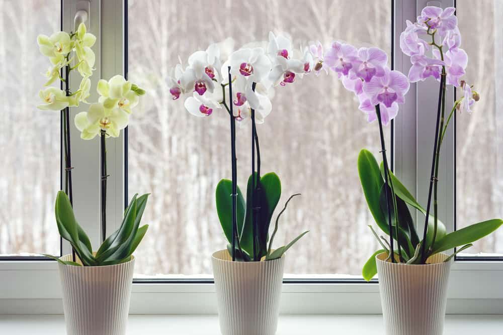 Moth orchids on windowsill