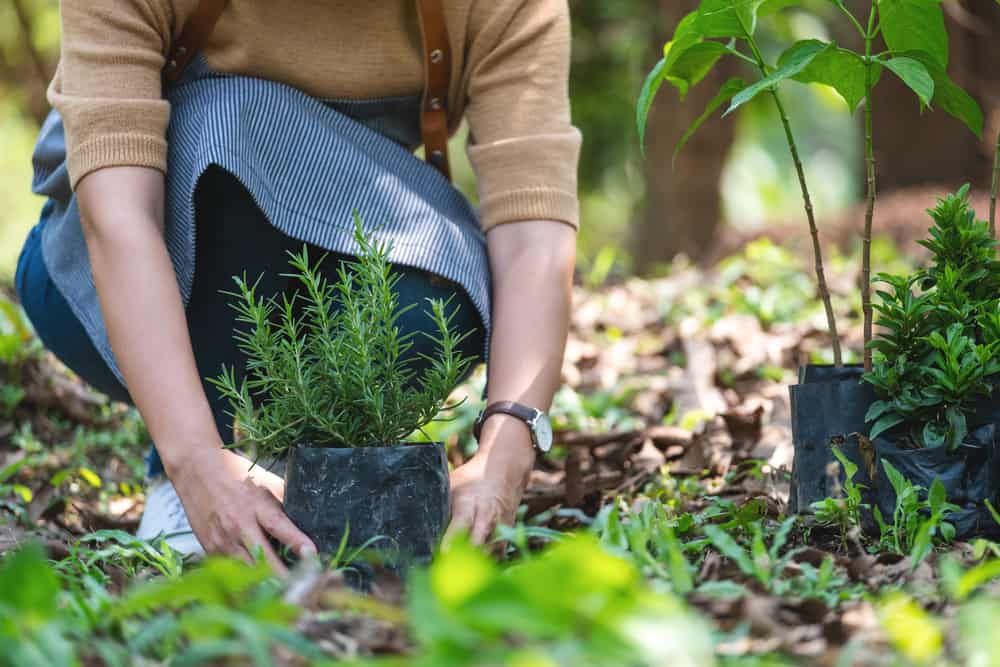 Closeup image of a woman preparing to plant rosemary tree for home gardening concept