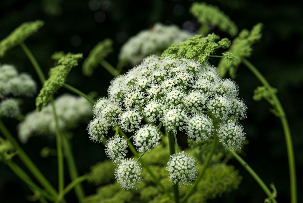 Close up of blooming wild angelica