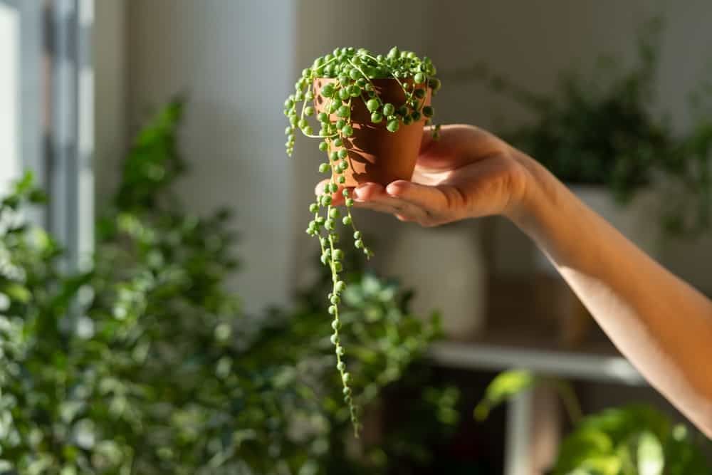 string of pearls in small terracotta pot