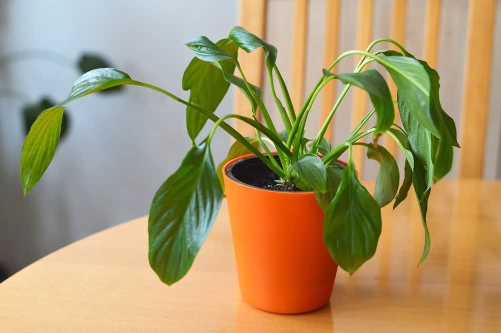 wilting peace lily in a pot
