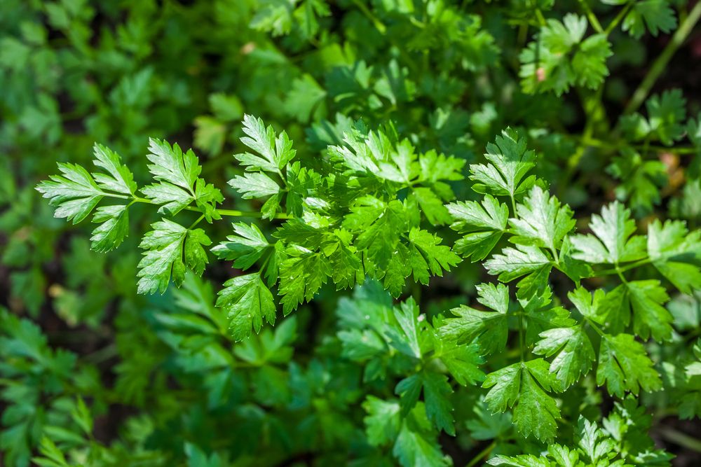 Fresh leaves of young parsley, green vegetable.