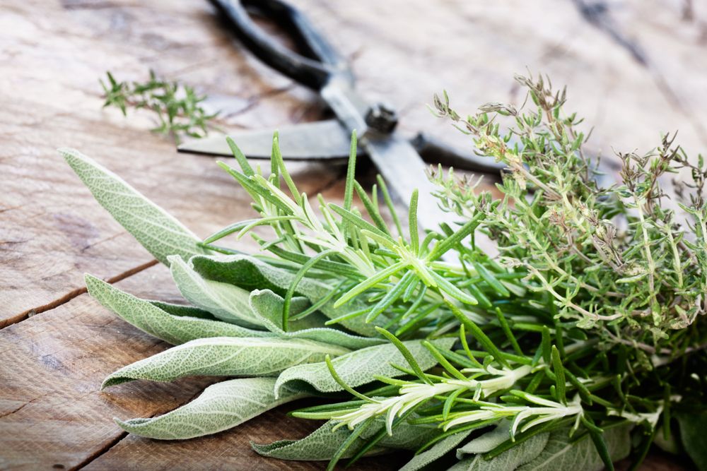 Freshly harvested herbs with old antique scissors
