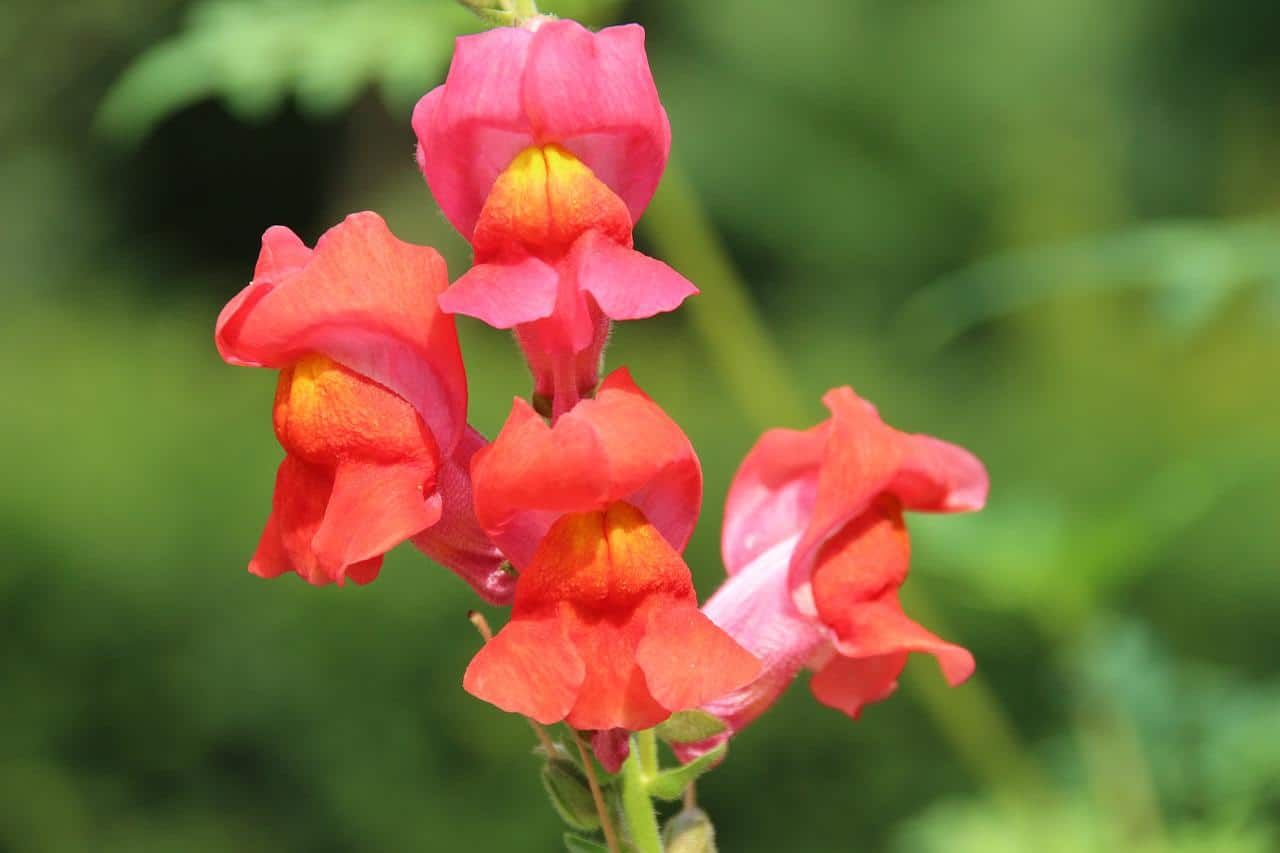 Close up image of snapdragon flowers