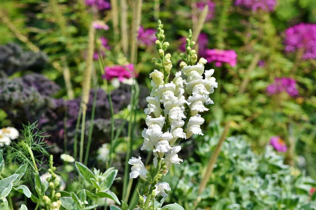 White snapdragon flowers