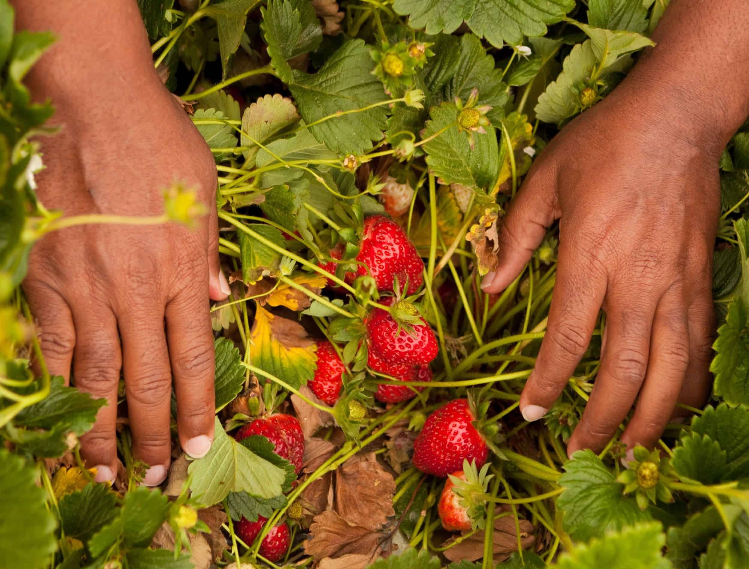 4-berry-bushes-you-need-to-add-to-your-landscape