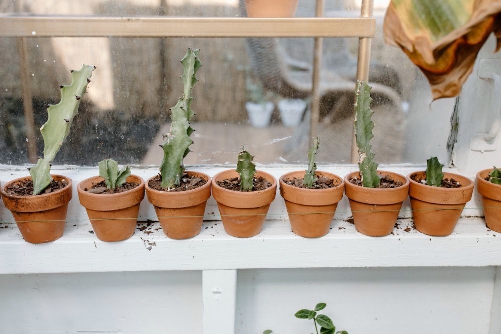 Green cacti in Brown Clay Pots