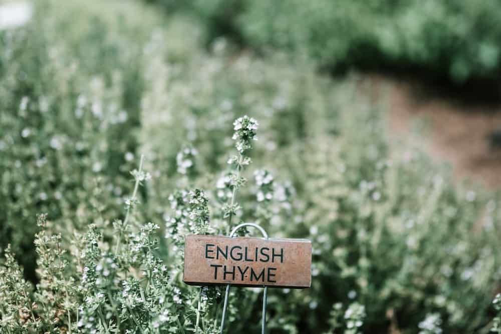 brown wooden signage on english thyme