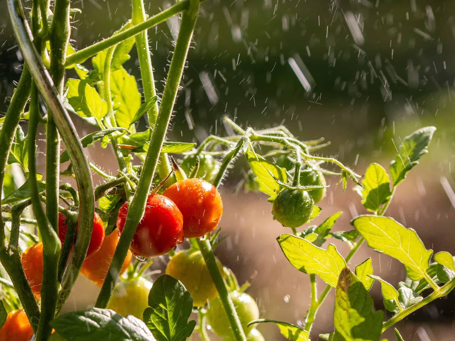 Tomato plants in rainy weather
