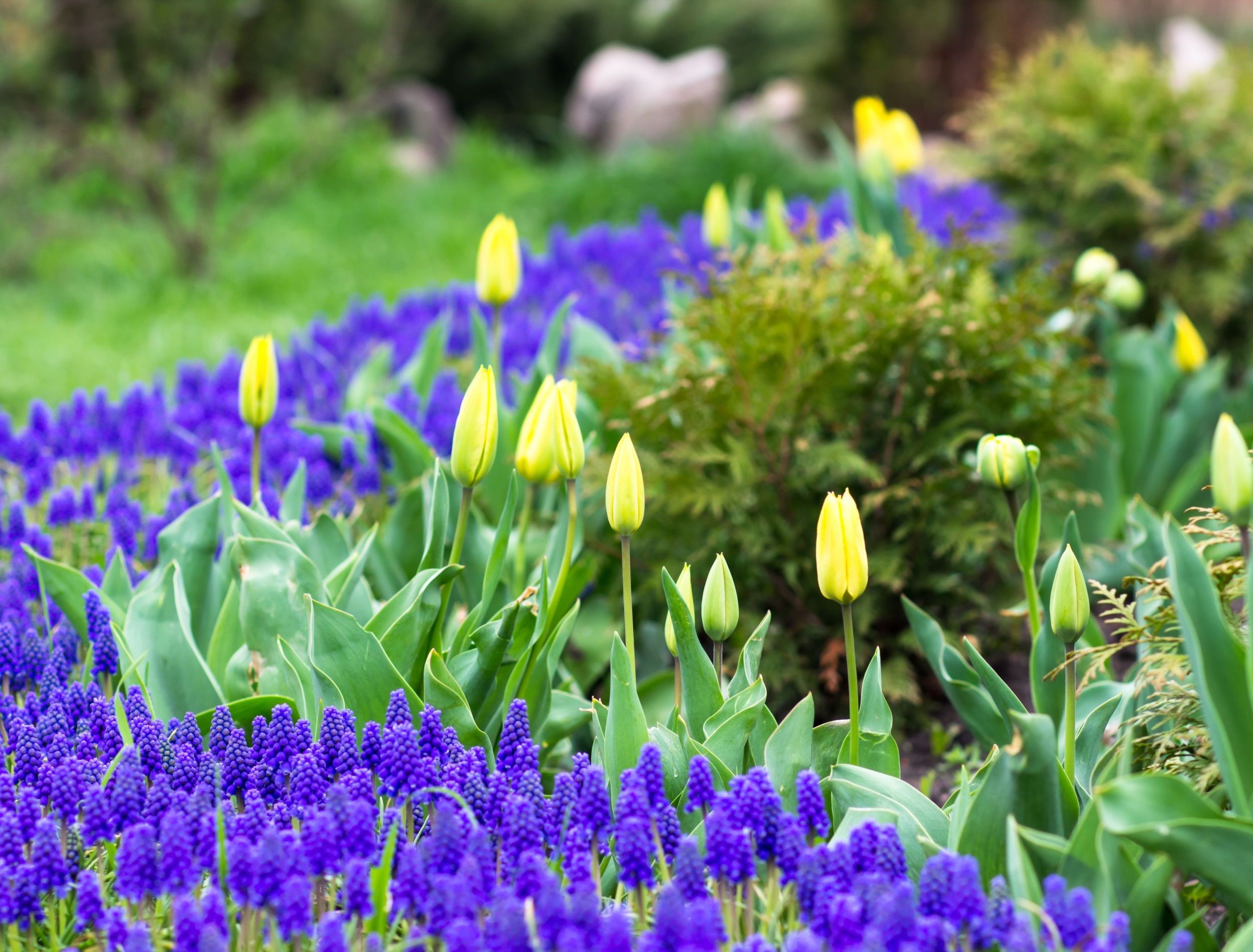 6 Flowers To Plant in Fall For Beautiful Spring Blooms